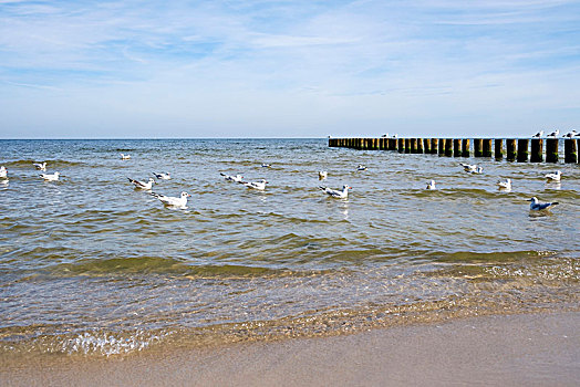 红嘴鸥,海鸥,水中,波罗的海,靠近,乌瑟多姆岛,梅克伦堡前波莫瑞州,德国,欧洲