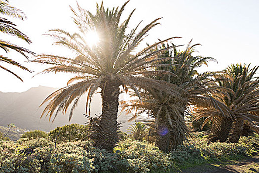 太阳,棕榈树,西班牙