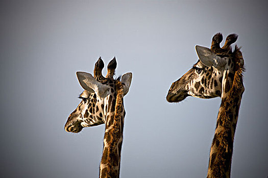 两个,长颈鹿,头部,并排
