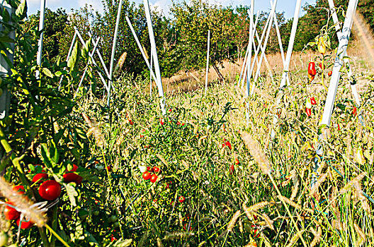 番茄植物,菜园