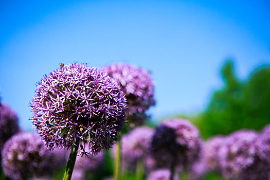 葱科,植物,花朵