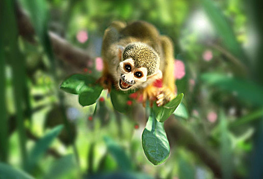 松鼠猴,丛林,亚马逊,巴西,南美