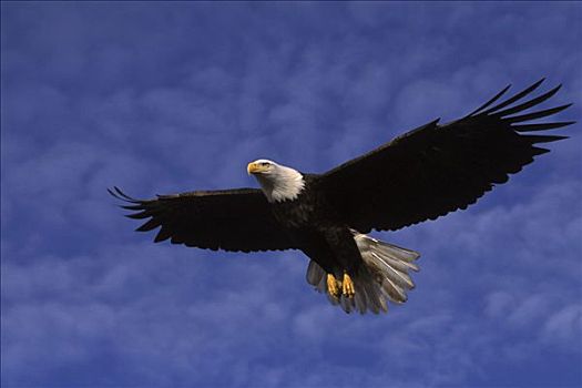 白头鹰,飞行,卡契马克湾,肯奈半岛