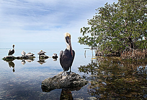 棕鹈鹕,褐鹈鹕,群,岩石上,佛罗里达礁岛群,佛罗里达