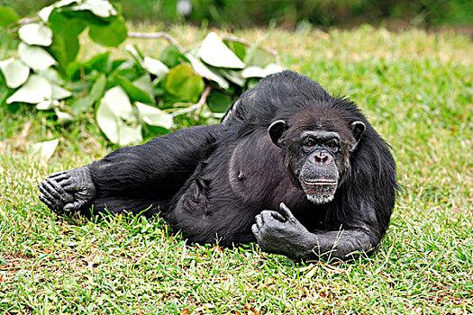 黑猩猩,鹪鹩,亚成体,休息,俘获,佛罗里达,美国