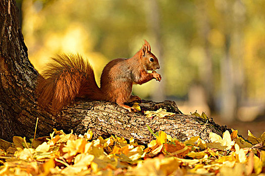 红松鼠,松鼠,树,秋天,进食,萨克森,德国,欧洲