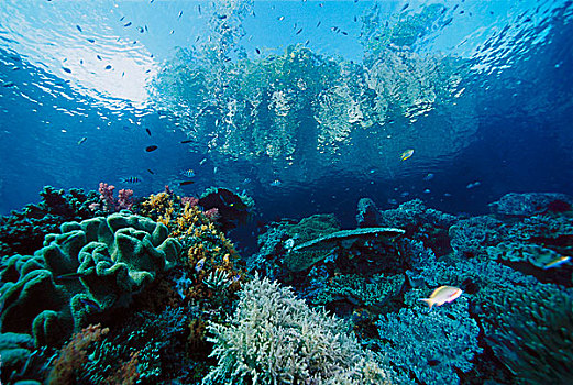 珊瑚礁,石头,软珊瑚,岛屿,上升,表面,背景,印度尼西亚
