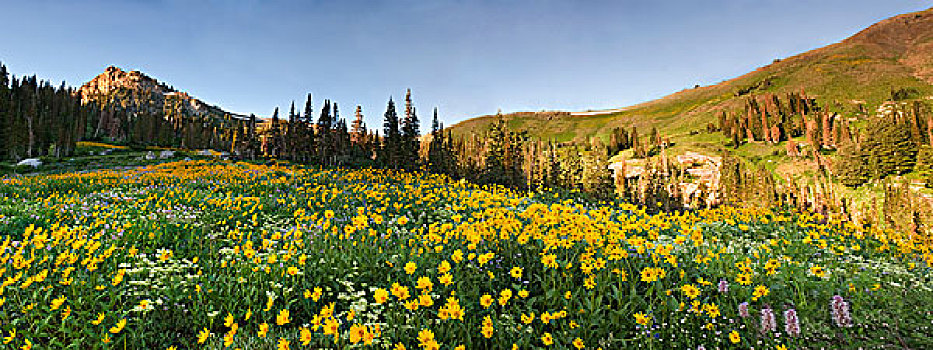 全景,野花,山金车属,天竺葵,盆地,顶峰,道路,景色,旁路,地区,国家森林,靠近,曼图亚,犹他