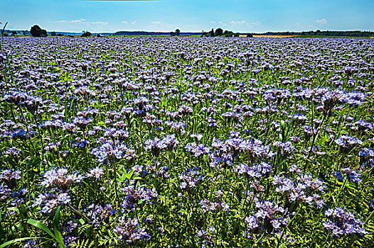 蜜蜂,草场,花边,蓝色,紫色,巴伐利亚,德国,欧洲