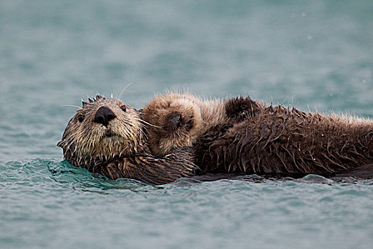 海獭,母亲,睡觉,幼仔,威廉王子湾,阿拉斯加