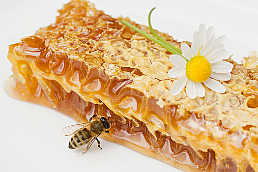 蜂窝,蜜蜂,雏菊