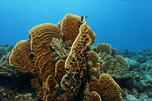 珊瑚礁,珊瑚,岛屿,西海岸,南,苏拉威西岛,印度尼西亚,爪哇,海洋,印度洋