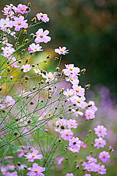 格桑花特写