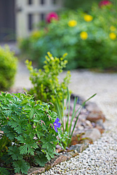 蓝色,天竺葵,花,别墅花园,威尔士