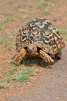 豹纹龟,移动,公路,克鲁格国家公园,南非,非洲