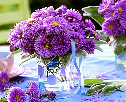 紫色,紫苑属,叶子,斑点,花瓶