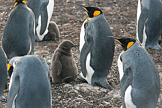 帝企鹅,成年,鸟,幼禽,自愿角,东福克兰,福克兰群岛,南美