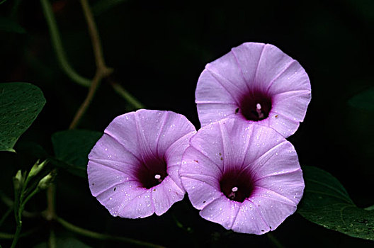 特立尼达,自然,牵牛花,花