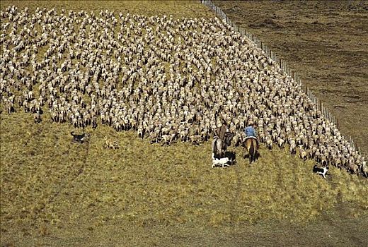 马,狗,驾驶,绵羊,哺乳动物,草地,剪羊毛,农业,草原