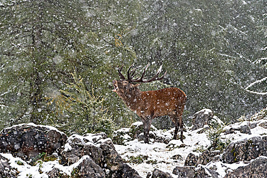 赤鹿,鹿属,鹿,叫,发情期,下雪,上奥地利州,奥地利,欧洲