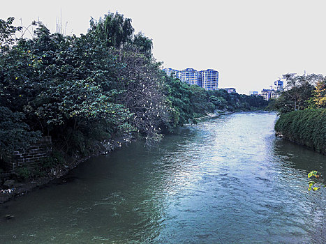 清水河边的白鹭鸶