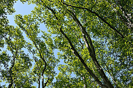 树,朗格多克-鲁西永大区,法国