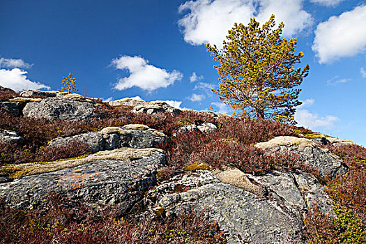 挪威,春天,自然,碎片,小,松树,岩石上