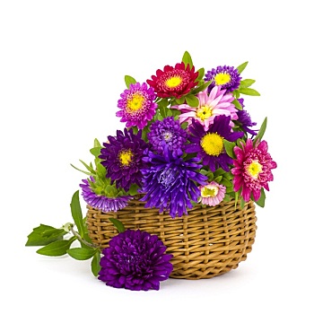 花束,彩色,紫苑属,花,篮子