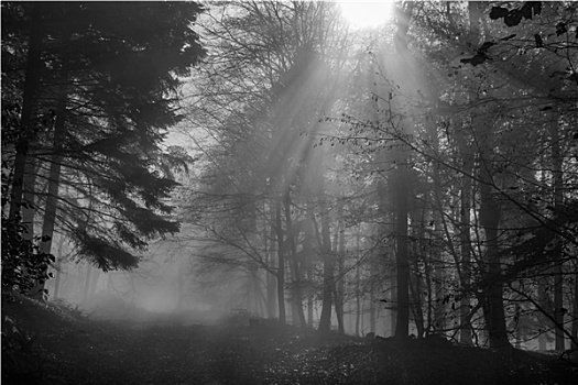自然,秋日树林,雾,阳光