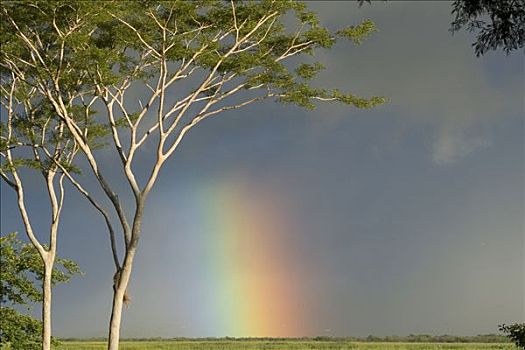 彩虹,上方,手提式扩音器,金合欢树,哥斯达黎加