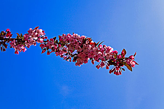一枝以天空为背景的粉色海棠花