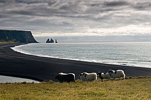 海滩,靠近,维克,冰岛,欧洲