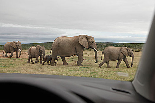 大象,走,幼兽,草地,阿多大象国家公园,南非