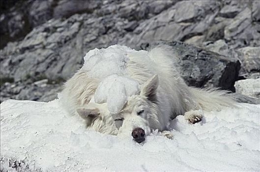 萨摩犬