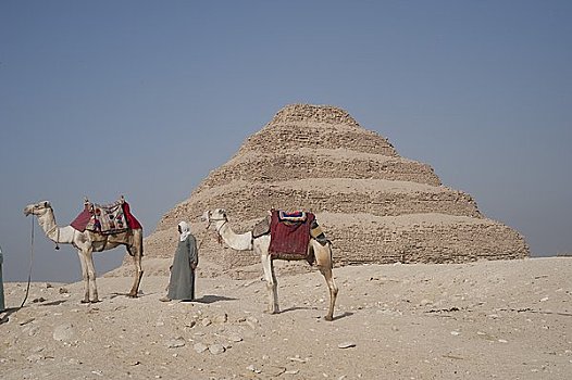 男人,骆驼,正面,金字塔,塞加拉,埃及