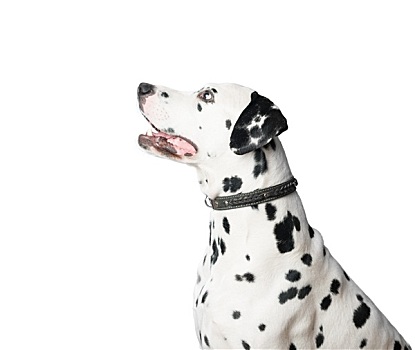 年轻,斑点狗,狗,皮革,项圈,白色背景,背景