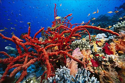 海绵,围绕,软珊瑚