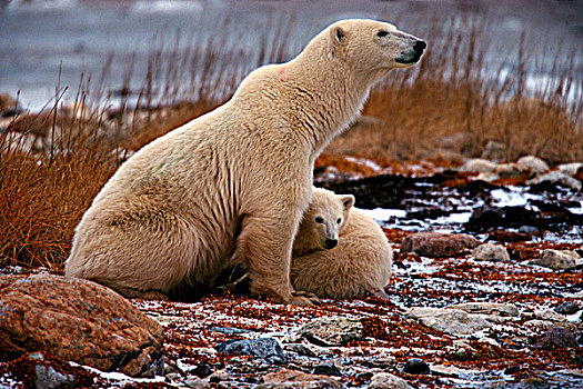 北极熊,幼兽,丘吉尔市,哈得逊湾,曼尼托巴,加拿大