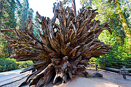美国,加利福尼亚,优胜美地国家公园,小树林,巨杉,展示,巨大,根,建筑,树,大幅,尺寸