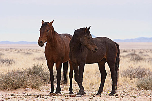 纳米比亚,两个,牧群,野生,马