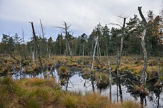枯木,湿地,下萨克森,德国,欧洲