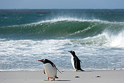 巴布亚企鹅,自愿角,东福克兰,福克兰群岛,南美