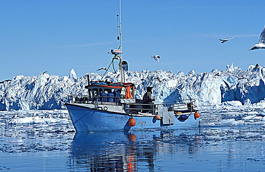 格陵兰,渔船,围绕,海鸟,伊路利萨特,冰,峡湾