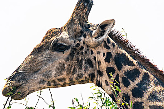 博茨瓦纳,乔贝国家公园,长颈鹿,啃,枝条