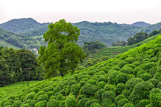 杭州龙井村茶山