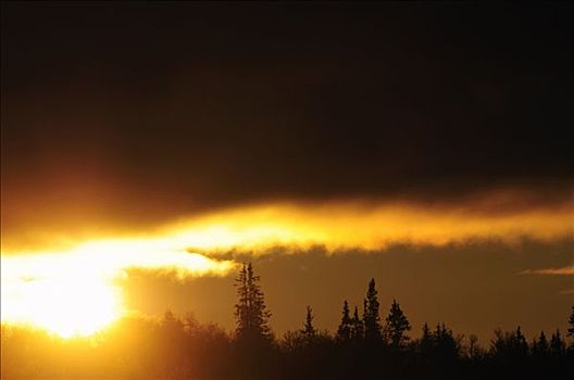 日出,上方,树林,瑞典