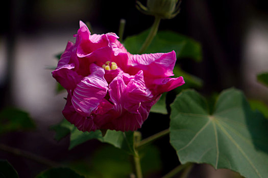 木芙蓉,木莲,芙蓉花