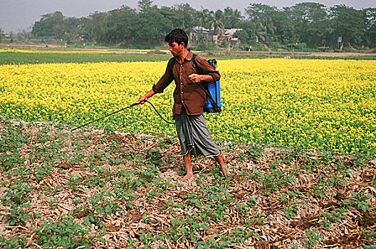 农民,杀虫剂,土豆田,孟加拉,十二月,2007年