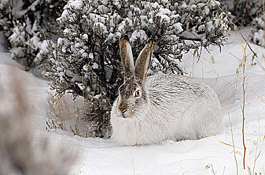 白尾,北美野兔