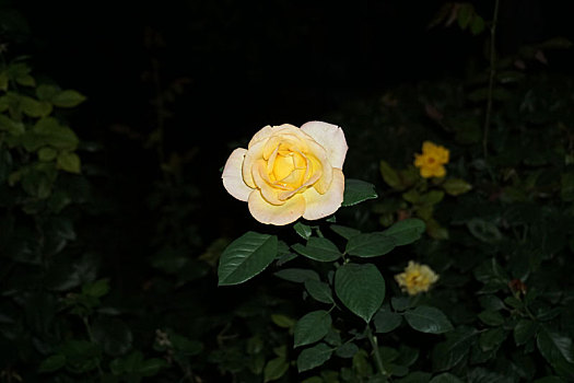 夜景黄玫瑰①